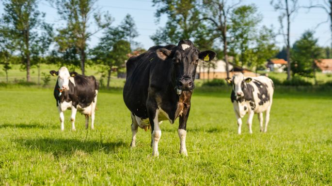 Innerrain_B?hlmann_Emmenbr?cke_Kuh