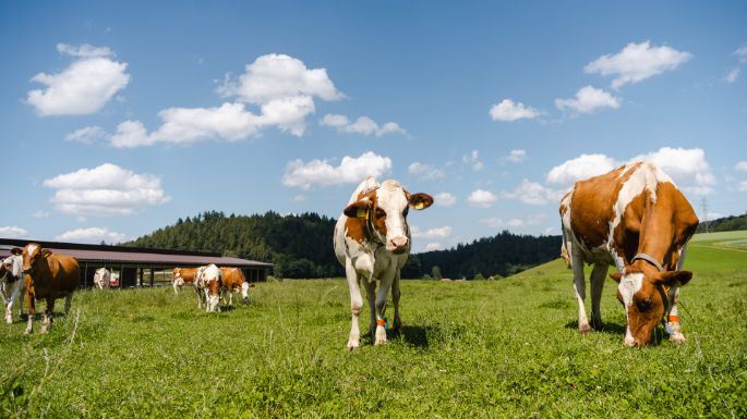 Iselihof_Iseli_Hettiswil_Kuh-2