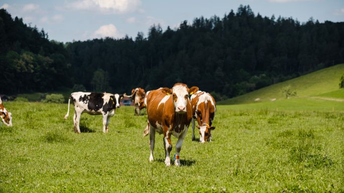 Iselihof_Iseli_Hettiswil_Kuh