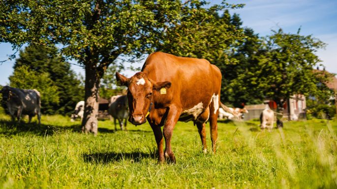 Langenmatt_Etterlin_Muri_Kuh1