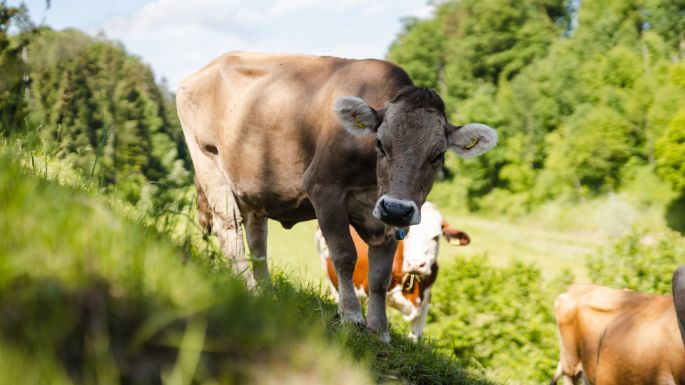 Lochm?hle_Filliger_Ufhusen_Kuh