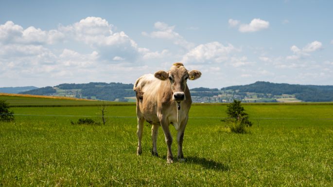 M?hlehof_Gauch_Bettwil_Kuh