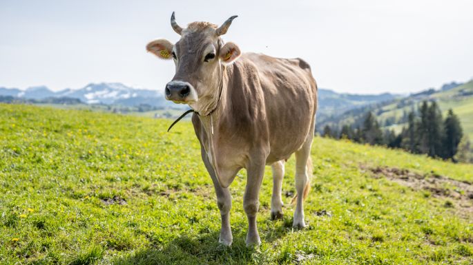 Nord_Mueller_Stein_Kuh2