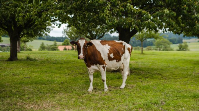 Oberdorf 5_Troxler_Schlierbach_Kuh