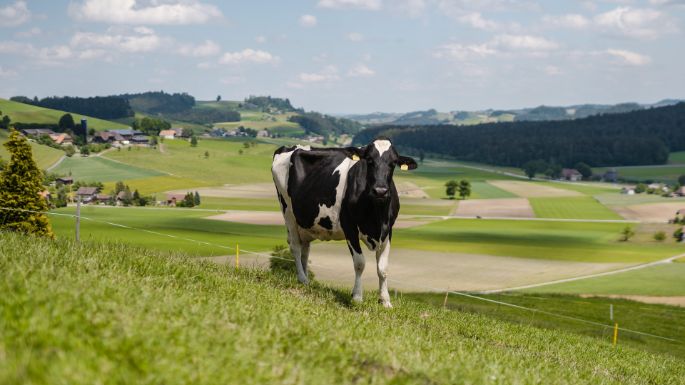 Otterbach_Hirsbrunner_H?usernmoos_Kuh