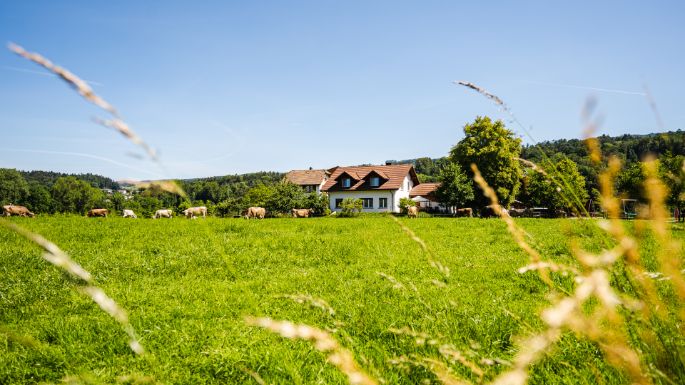 Rohrhof_T?ngi_K?nten_Hof