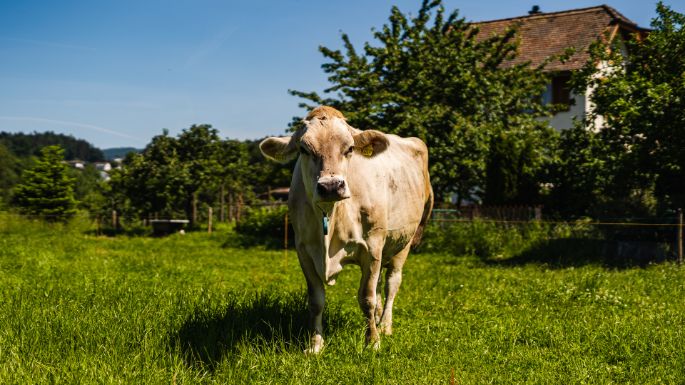 Rohrhof_T?ngi_K?nten_Kuh