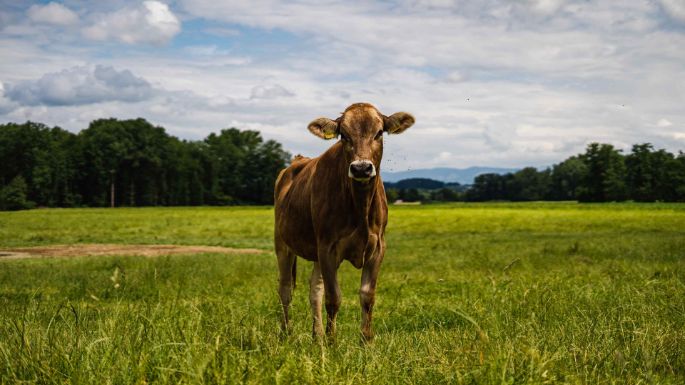 Sandmatthof_Lang_Aristau_Kuh1