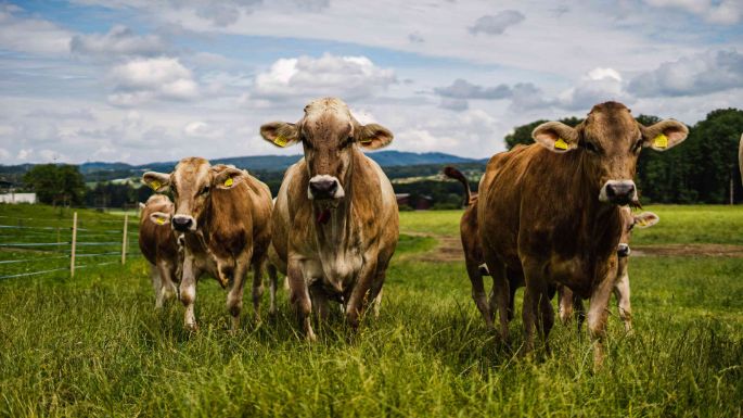 Sandmatthof_Lang_Aristau_Kuh2