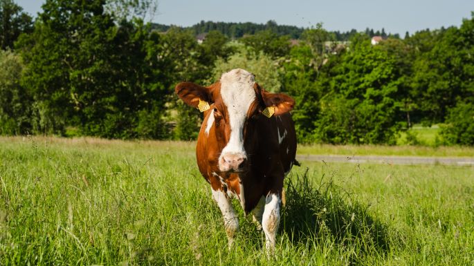 Sonnhaldenhof_Gr?ter_St. Urban_Kuh