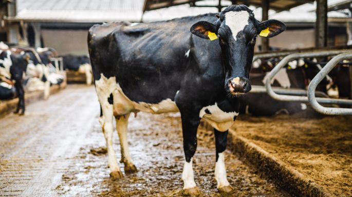 Steinhof_Ruprecht_Kuh