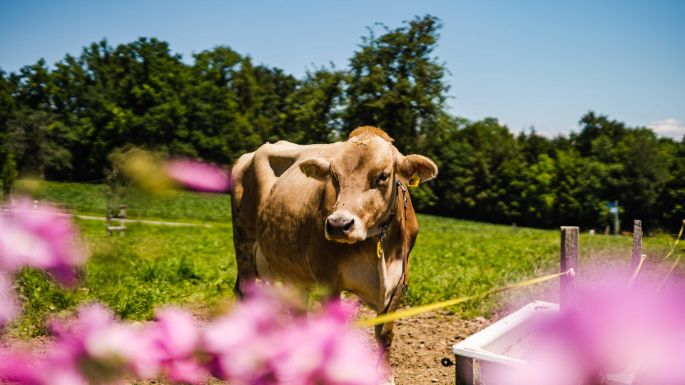 Taegernhof_Burkhard_Forch_Kuh