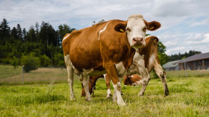 Tierhof_Messerli_Wengi b. B?ren_Kuh