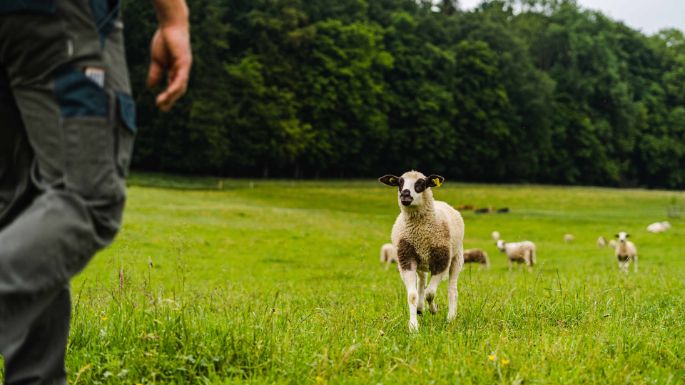 Ackermatthof_Rindisbacher_Remetschwil_Schaf