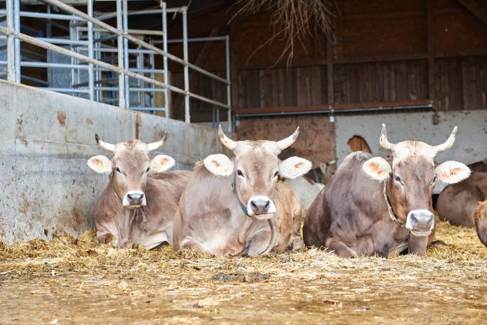 Allmend, Urs Lehmann, Belp_Stall