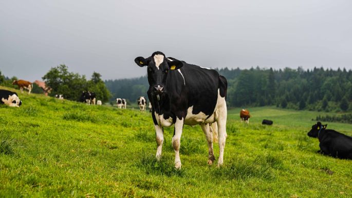 Amselberg_Wüthrich_Worb_Kuh