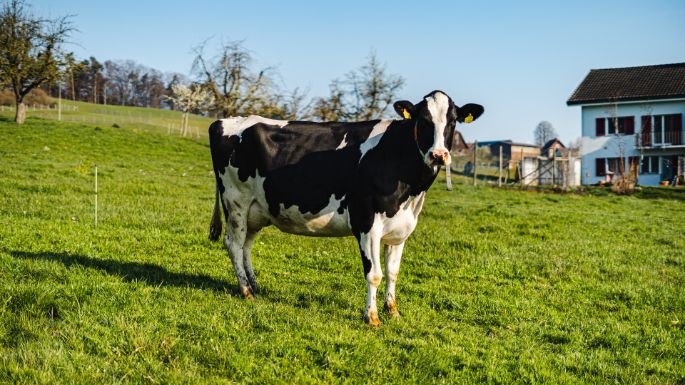 Badhof_Stofer_Wilihof_Kuh