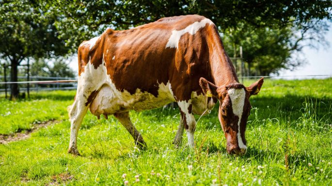 Berghof_Menziken_Siegrist_Menziken_Kuh