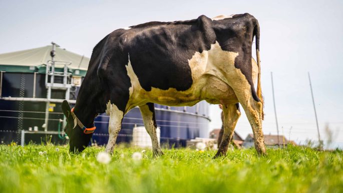 Betriebsgemeinschaft_Schoren_Plus_Suter_Mühlau_Kuh