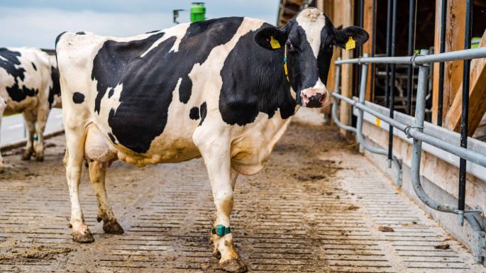 BG_Leu_Anderhub_Leu_Hohenrain_Arbeit_Kuh