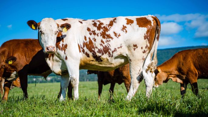 Bio_Eichholz_Scherrer_Lengnau_Kuh