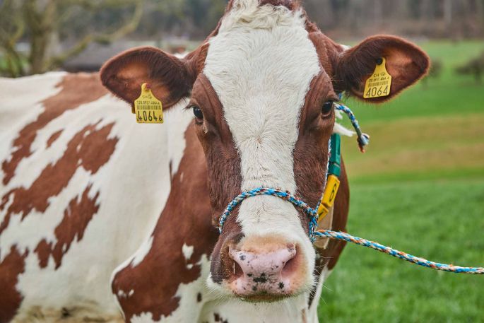 Birkenhof Teller, Simon Teller, Endingen_Kuh_Portrait