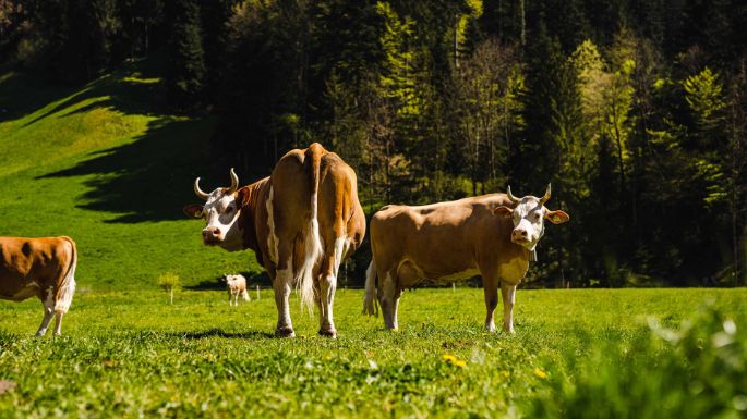 Bodenacher_Meyer_Wolhusen_Kuh