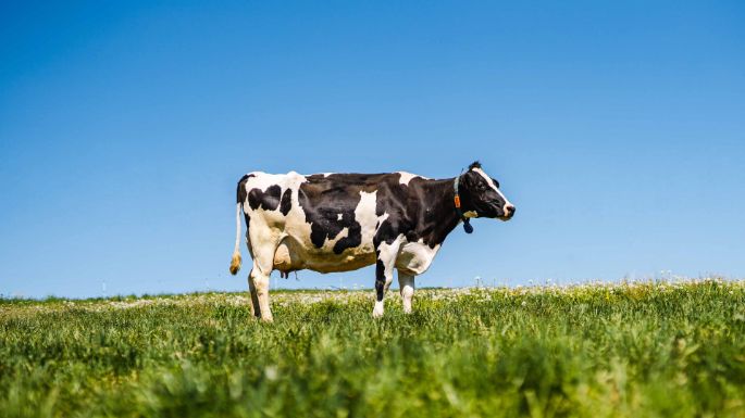 Brunnacherhof_Sandmeier_Seengen_Kuh