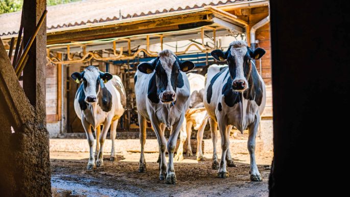 Brunnacherhof_Sandmeier_Seengen_Stall
