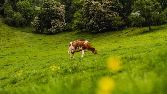 Bruuchere_Guggisberg_Zimmerwald_Kuh