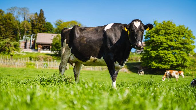 Buckacherhof_Knecht_Schneisingen_Kuh_2