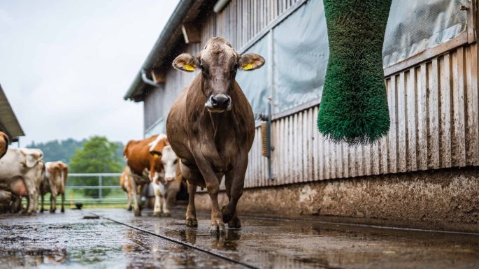 Büelhof_Trutmann_Riedikon_Kuh1