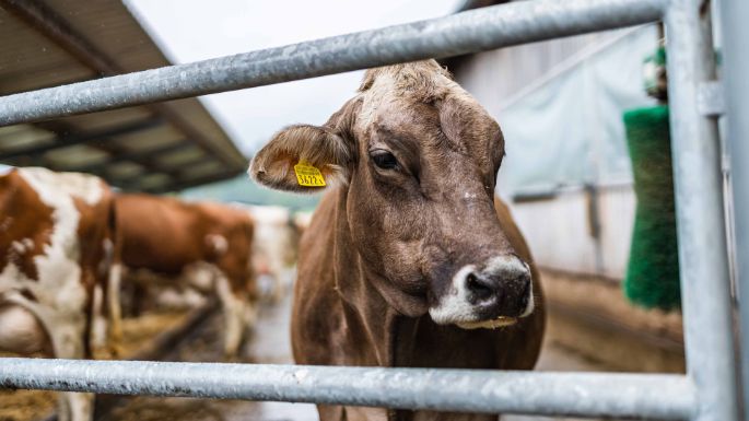 Büelhof_Trutmann_Riedikon_Kuh2