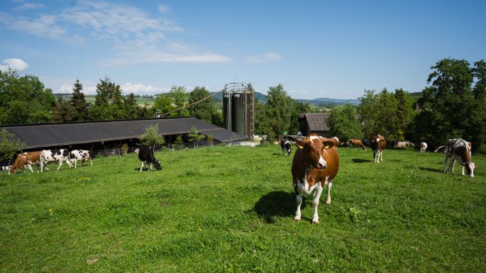 Bühlhof_Wolf_Niederglatt_Hof