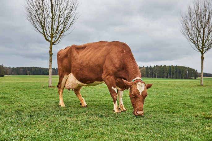 BZG Holzmühle, Beat Bernhard, Münchringen_Kuh_Ganzkörper