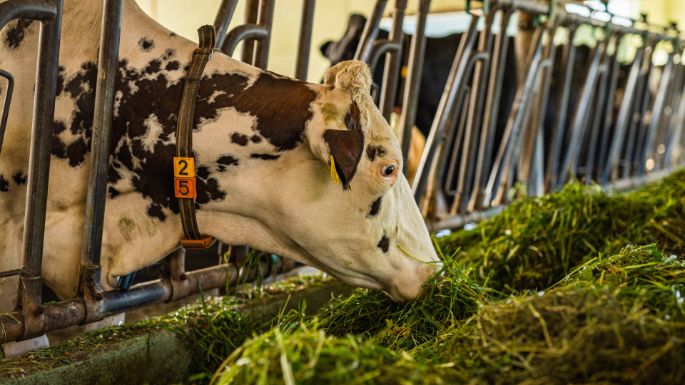 Dirnachen_Jöri_Alpnach Dorf_Stall
