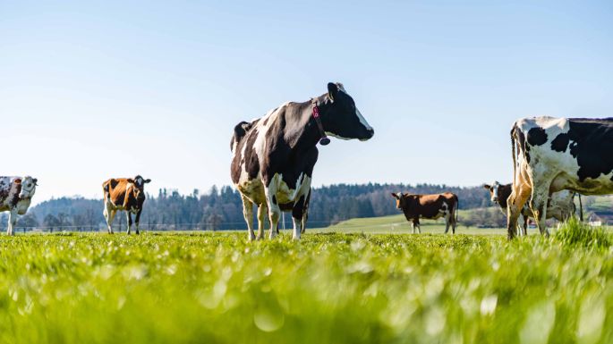 Familie Fürst_Fürst_Mönchaltdorf_Kuh