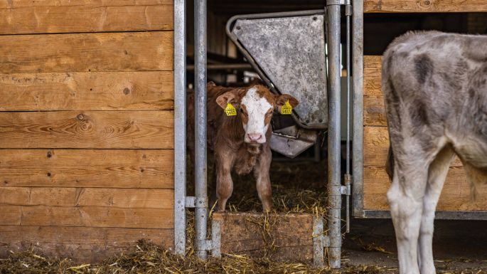 Familie Stalder_Stalder-Egli_Nottwil_Stall
