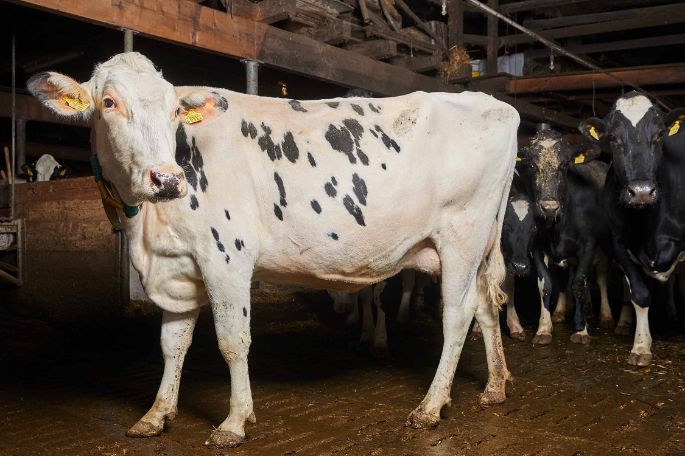 Feldhof, Simon Frauchiger, Oftringen_Kuh_Ganzkörper