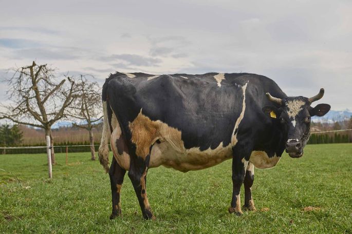 Flurhof, Urban Keusch, Boswil_Kuh_Ganzkörper