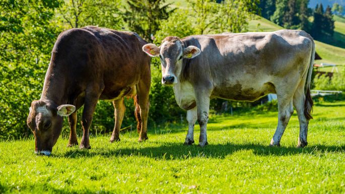 Fuchshaupt_Lustenberger_Escholzmatt_Kuh