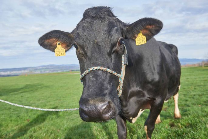 Gammerstall, Kurt Huber-Stalder, Muri_Kuh_Portrait_2