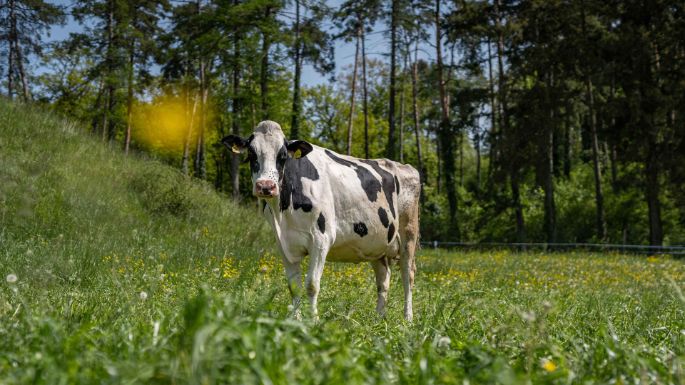 Gehrenhof_Stucki_Erlinsbach_Kuh
