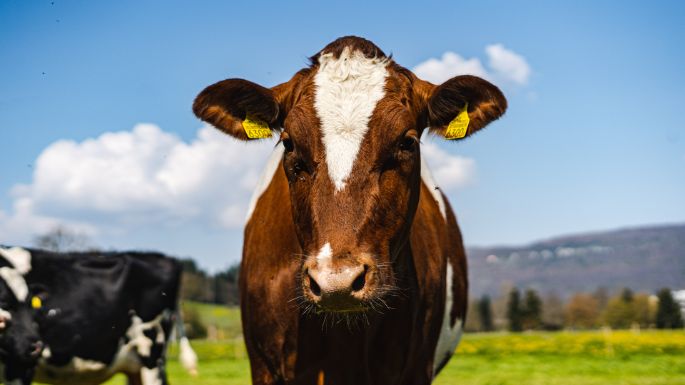 Glaendhof_Hofer_Rothrist_Kuh-2