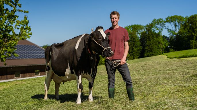 Grossberghof_Häfliger_Triengen_Kuh