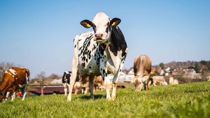 Haldenstall_Krebs_Forch_Kuh