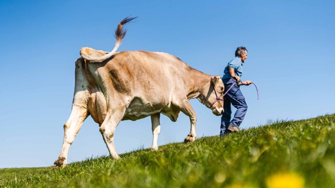 Harüti_Bill_Hirzel_Kuh2