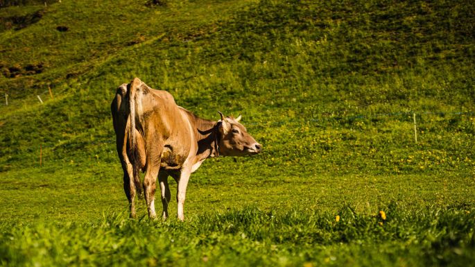 Hattig_Würsch_Emmetten_Kuh