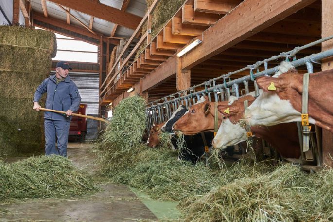 Hinterhaus, Markus Schneider, Bolligen_Stall_2