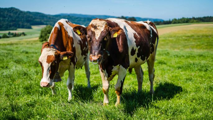 Hölzli_Bolz_Dieterswil_Kuh